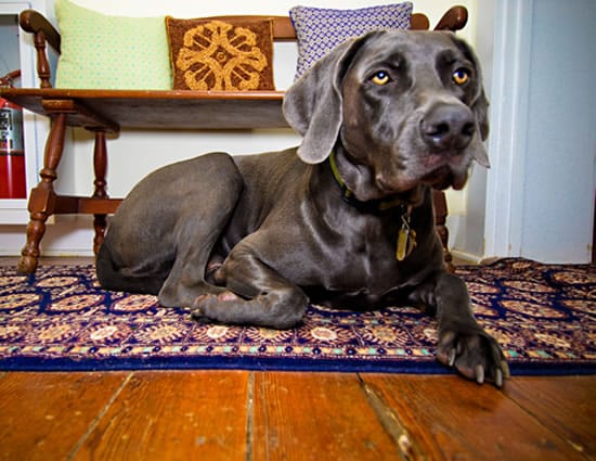 Large dog with shiny dark gray coat laying on rug on hardwood floor