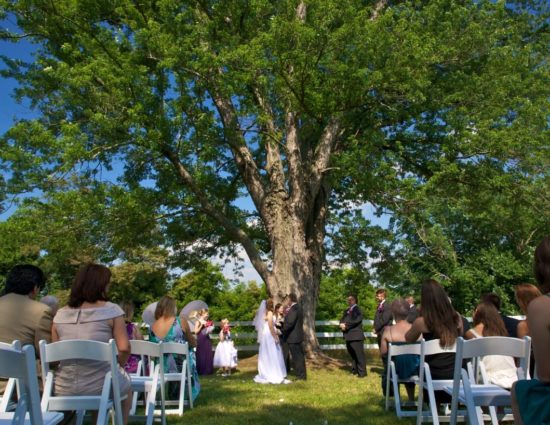 Wedding ceremony in front of large tree with green leaves with bride in white dress and groom in black suit