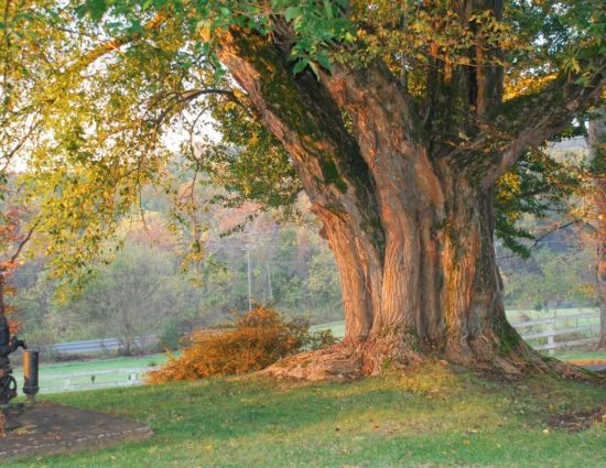 Large tree with smaller trees all with green, red, and orange leaves surrounded by a green lawn