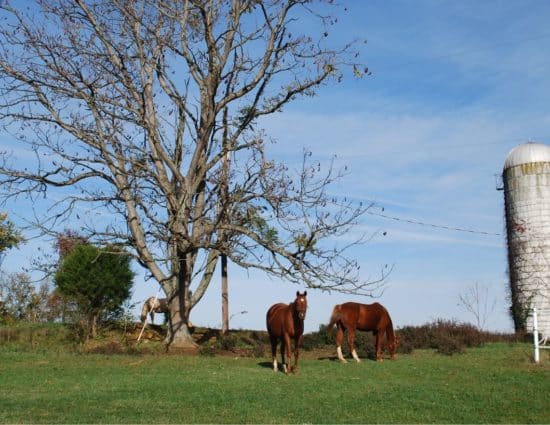 Two brown horses and one white horse grazing on green grass near large tree