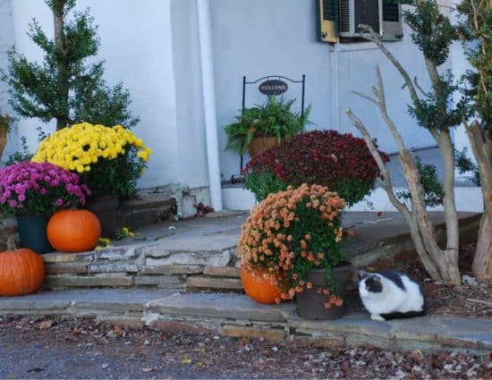 Stone entry way decorated with purple, yellow, burgundy, and peach flowers and orange pumpkins with white and gray cat sitting nearby