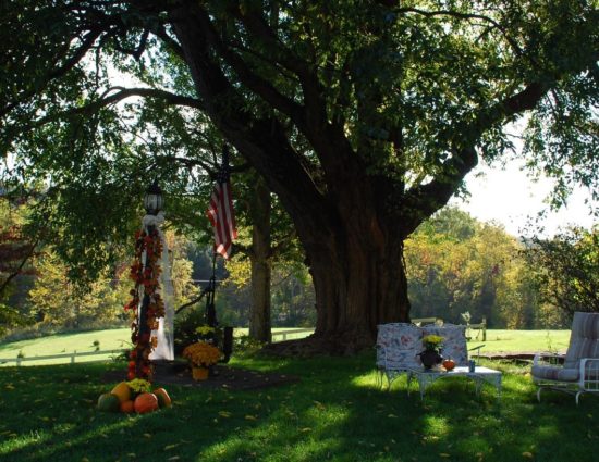 Large tree with green leaves surrounded by green grass with fall decorations on lamp post