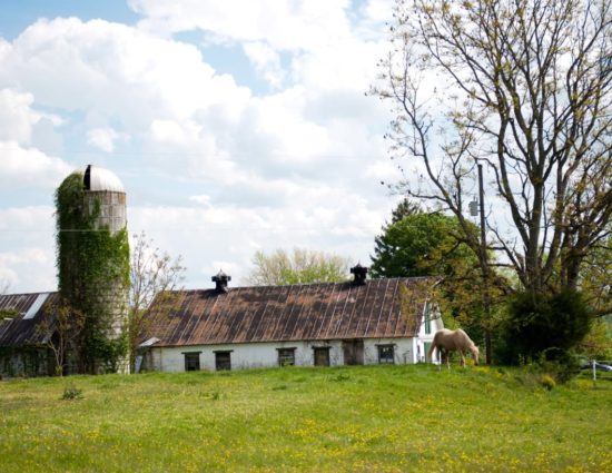 Old barn and silo next to field with green grass and yellow flowers with tan horse grazing