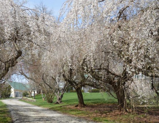 Gravel road leading up to property surrounded by large trees with white flowers