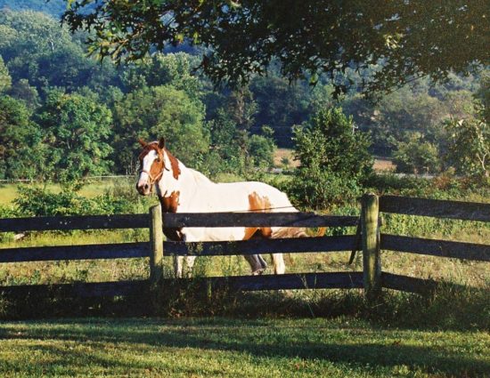 White and brown horse standing by old fence with large green trees in the background