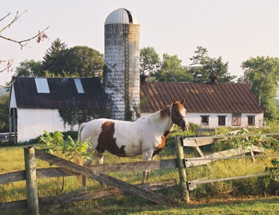 White and brown horse standing by old fence with old silo in the background