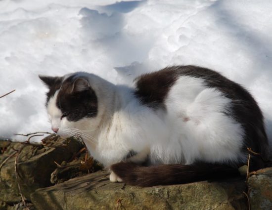 White and gray cat sitting on stone next to lots of snow