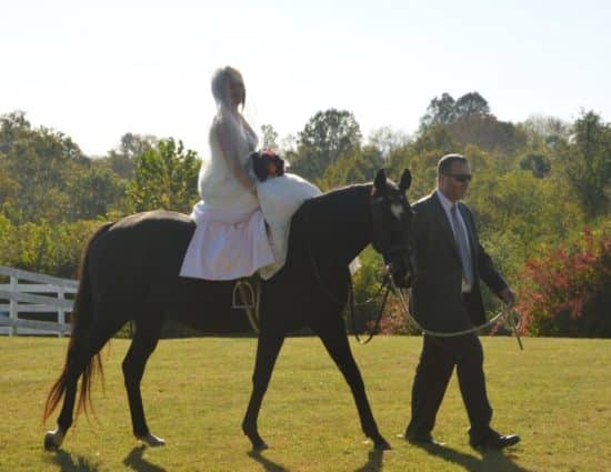 Bride in white dress sitting on dark brown horse being led with man in gray suit