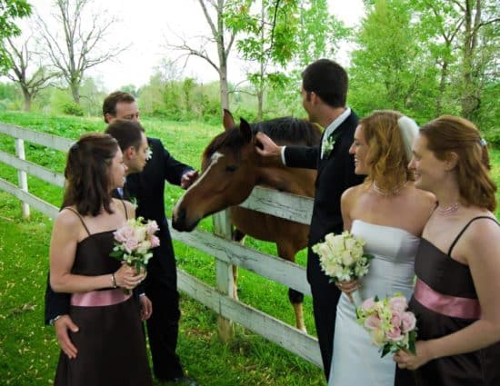 Wedding party standing near white fence petting brown horse