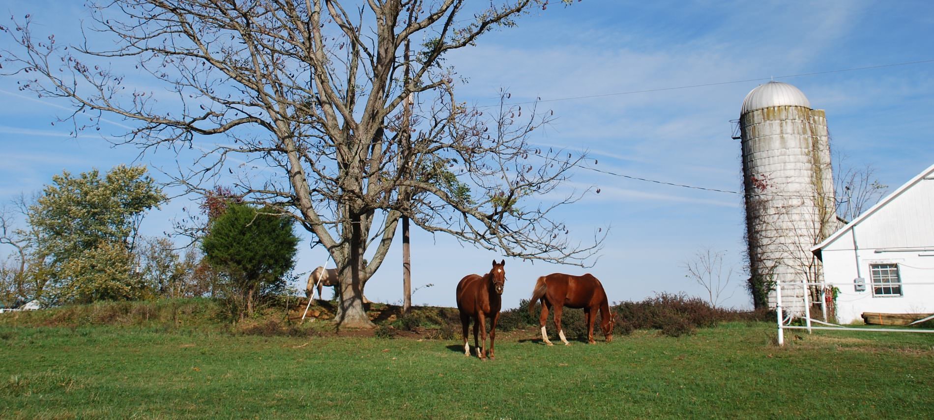 Two brown horses and one white horse grazing on green grass hear large tree and old silo