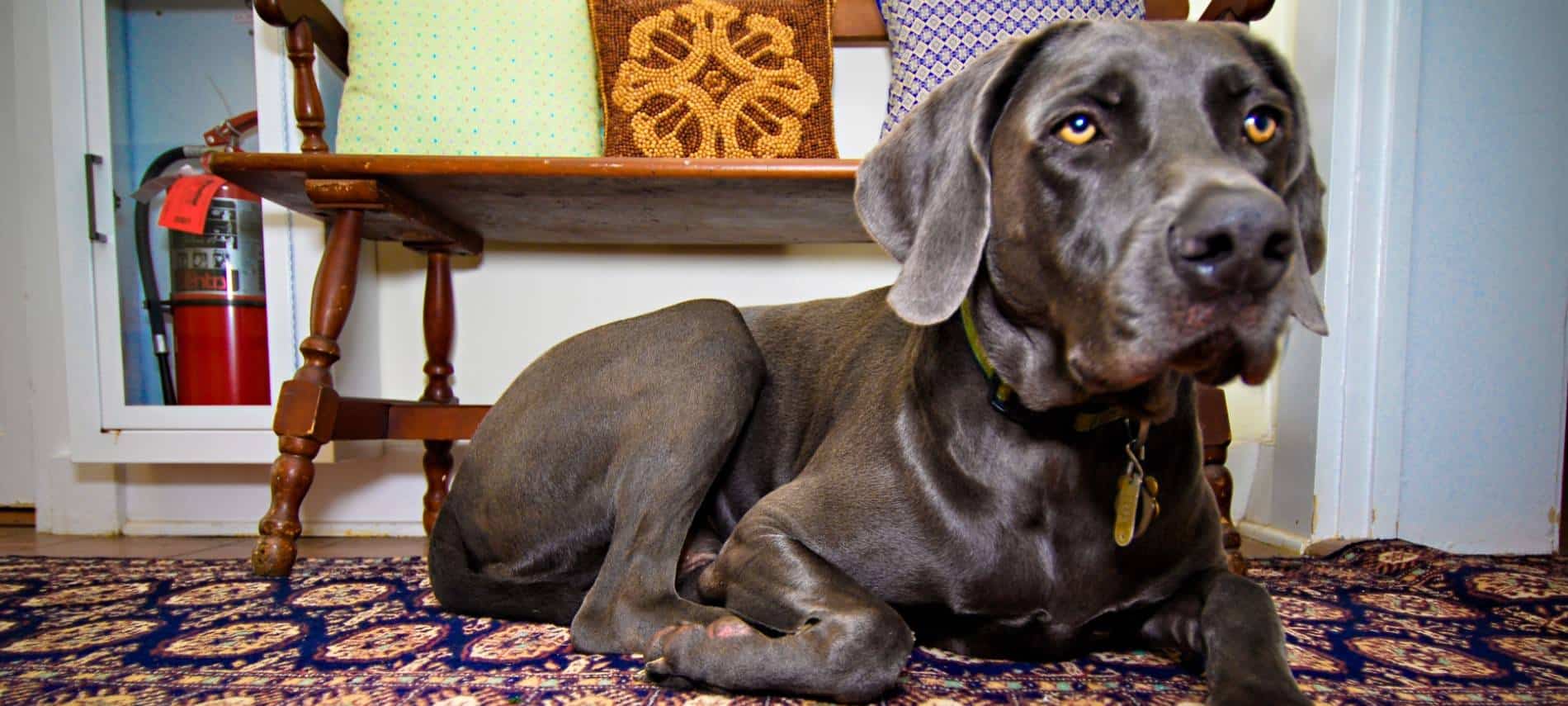 Large dog with shiny dark gray coat laying on rug on hardwood floor