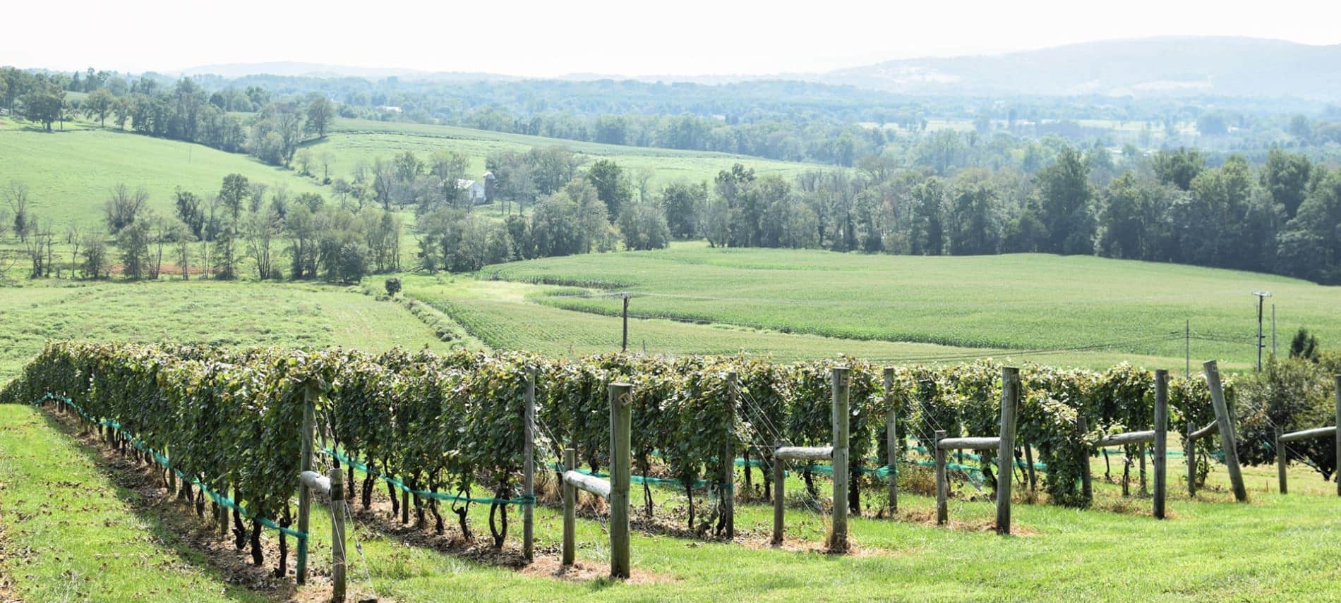 Small vineyard next to rolling hills covered with green grasses and trees