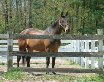 Brown horse standing by weathered fence with trees in the background