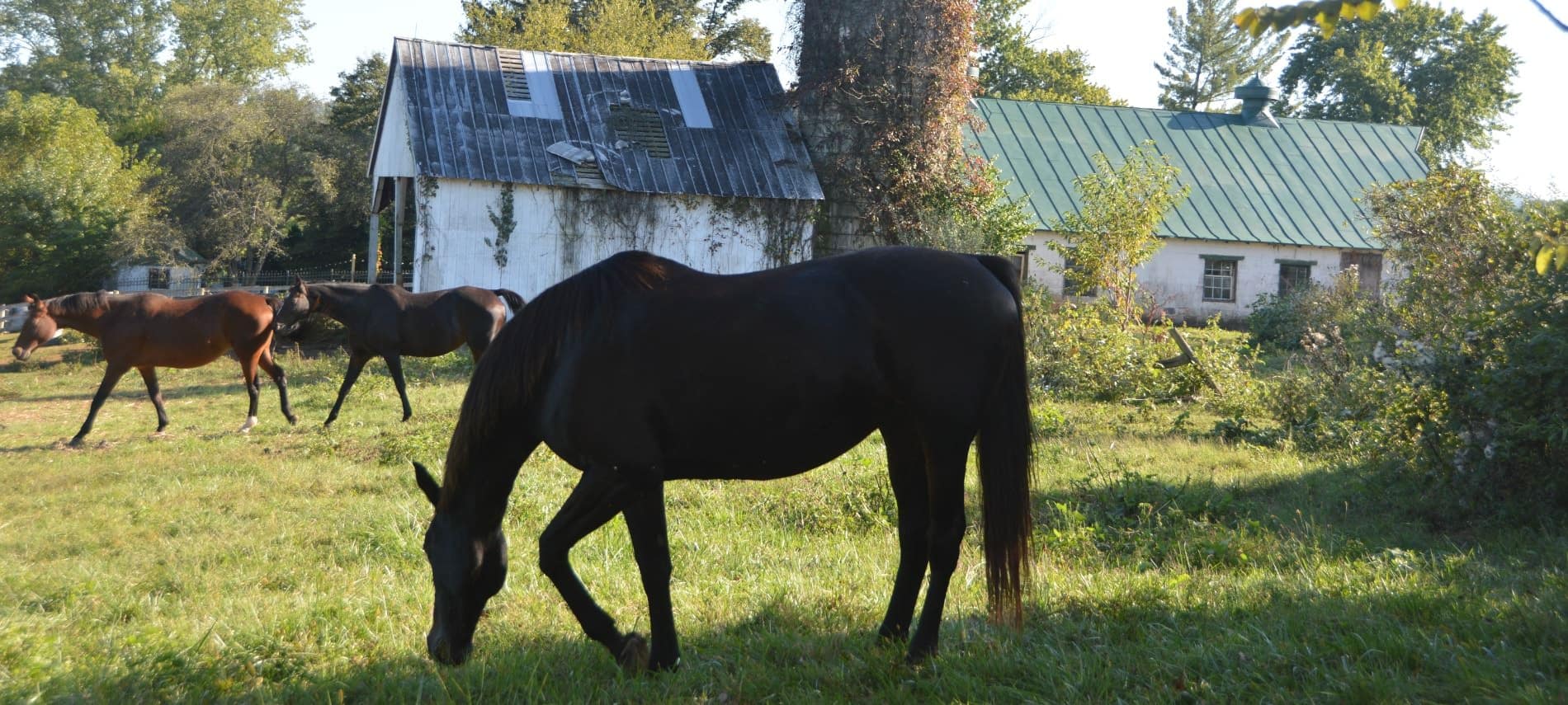 Two black horses and one brown horse eating green grass near old silo