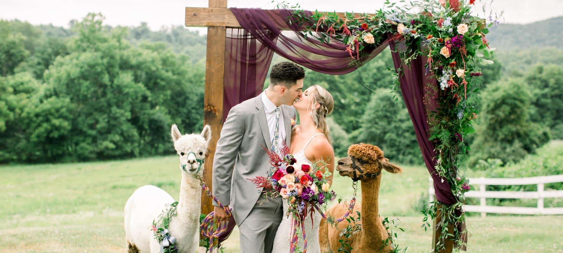 Bride with white wedding dress and groom with gray suit standing near brown and white alpacas under a wooden alter decorated with flowers on a hill with green trees in the background