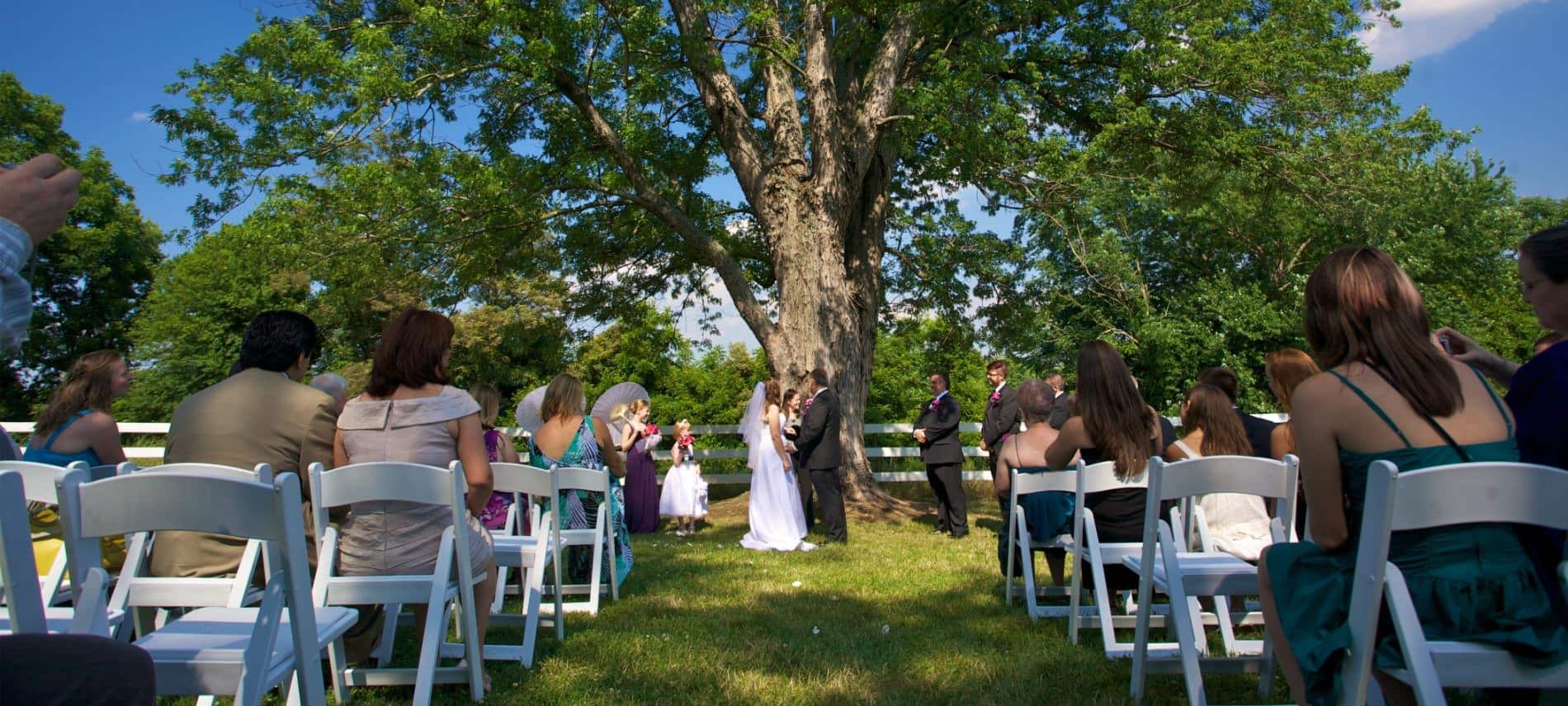 Wedding taking place with a very large tree in the background